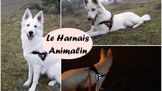 LE HARNAIS ANIMALIN  Antitraction  Éducation à la marche au pied [upl. by Eliath]