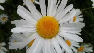 Oxeye Daisy Leucanthemum Vulgare  20120603 [upl. by Nnairek]