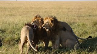 Coalition of Male Lions Near Governors Camp Three of Four Musketeers [upl. by Debbi]