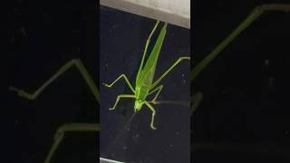 What is a Grasshopper What You Need to Know About [upl. by Menis292]