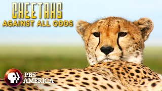 Cheetahs Against All Odds FULL SPECIAL  PBS America [upl. by Wilburt450]