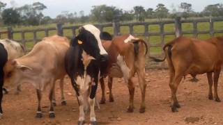 VENTA VACAS F1 HOLSTEIN X GYR LECHERO PRIMER PARTO [upl. by Lexi]