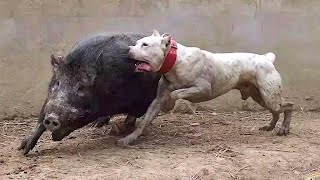 PERRO vs JABALÍ  El Poder Del Jabalí [upl. by Ahselaf847]