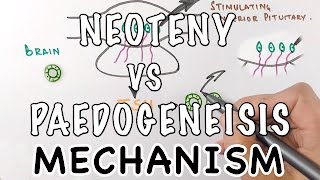 Neoteny Vs Paedogenesis  Mechanism of Neoteny [upl. by Frans770]