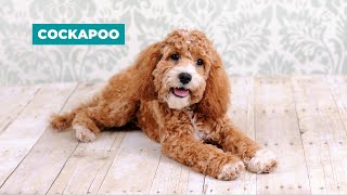 Cockapoo Dog Breed Guide  Dogs 101  Cockapoo [upl. by Lilla]