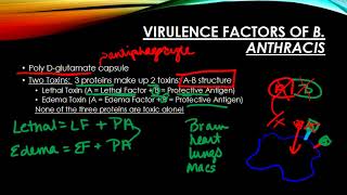 B anthracis [upl. by Julian]