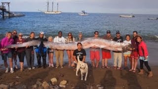 Oarfish Rare 18ft sea serpent discovered off California coast [upl. by Kcinemod670]