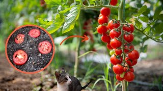 How to grow Tomato Plants from Tomato  Easiest way to Plant Tomato at HOME [upl. by Carrington769]