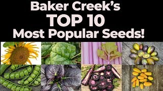 Baker Creeks Top 10 BestSelling Varieties [upl. by Villiers471]