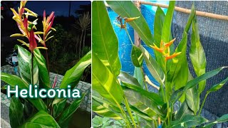 Heliconia propagating very easyplant to grow [upl. by Ayikal69]