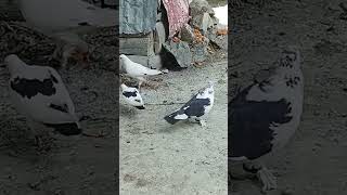 kabuter bachy ko Dana kana sekha raha hy pigeon bird youtubeshorts viral rollingloud viralvide [upl. by Florio]