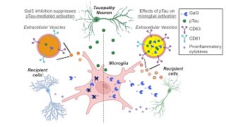 Galectin3 aggravates microglial activation and tau transmission in tauopathy [upl. by Adnarem310]