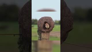 Nests made of adobe Red Ovenbird [upl. by Nolram]