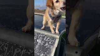 Kokoni Dog loves Skate Parks skatergirl kokoni fearless [upl. by Analim806]