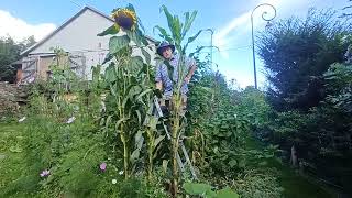 Tournesol proche du record de France en électroculture 21 septembre 2024 [upl. by Dolley]