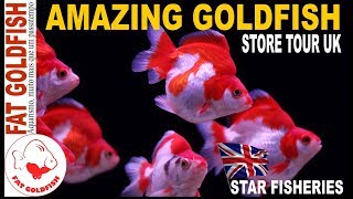 AMAZING GOLDFISH STORE TOUR [upl. by Rehpetsirhc]