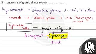 Zymogen cells of gastric glands secrete W [upl. by Welles419]