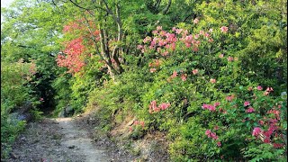 SHIKOKU 2018 — Le chemin des 88 Temples — Pilgrimage 88 Temples — 四国八十八箇所 [upl. by Deuno]