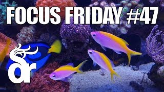 FF47  Keeping Evansi Anthias in your Reef Tank [upl. by Dynah]