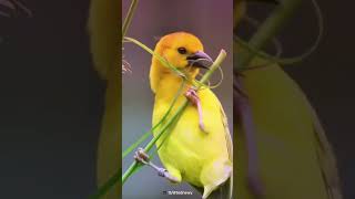 Architect of Nature  Baya Weaver Bird [upl. by Eejan]