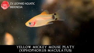 Xiphophorus maculatus THE WITY Yellow Mickey Mouse Platy Leopard Aquatic E008C [upl. by Rawde]