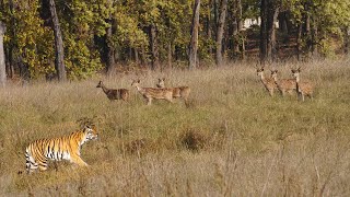 Tiger and Deer Encounter Kanha [upl. by Ettenajna]