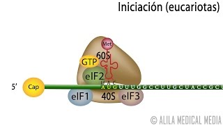 Traducción Eucariota – Síntesis de Proteínas Alila Medical Media Español [upl. by Laidlaw]