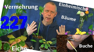 Eiche Bucheeinheimische Bäume selber heran ziehen [upl. by Loree360]