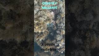 Aiptasia mutabilis [upl. by Kuska]