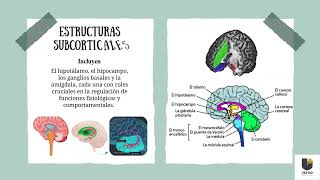 Actividad 1 Principales estructuras del sistema nervioso central [upl. by Ancilin]