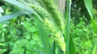 Barley Hordeum Vulgare  20120612 [upl. by Ettennahs]