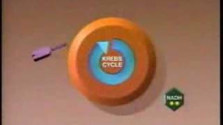 Ciclo de krebs 1wmv [upl. by Notse548]