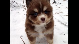 Pomsky Puppies Eating Snow So Cute [upl. by Trista]