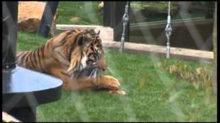 ZSL London Zoo Tiger Territory  Clip [upl. by Hsotnas]