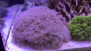 Pulsing Xenia Coral [upl. by Cornelie464]