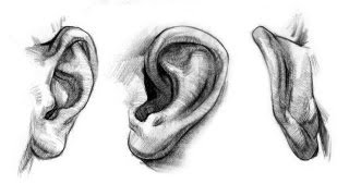 How to Draw Ears  Anatomy and Structure [upl. by Caplan]