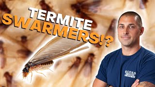 What Are Termite Swarmers [upl. by Bonina]