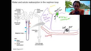 136 nephron loop 2 [upl. by Matejka]