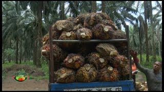 FARMERS MARKET PAINS OF OIL PALM PRODUCTION [upl. by Ancell]