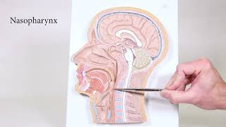 Head Sagittal Cut Model [upl. by Fassold464]