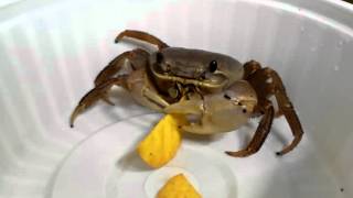 Freediving for Lobsters at Night  Testing GoPro Underwater Dive Light Setup [upl. by Firahs]