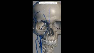 Face Scalp Veins I Pterygoid Plexus External Jugular Facial Maxillary Retromandibular Temporal veins [upl. by Naesal]