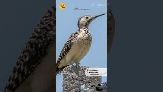 Pájaros carpinteros de Chile Chilean Woodpeckers  vocalizaciones de los carpinteros de Chile [upl. by Quin]