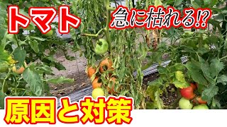 【トマト】急に萎れ枯れてしまう原因と復活させる方法について 今すぐ対処してください [upl. by Ahsinel]