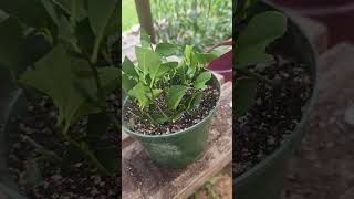 My attempt to root citrus [upl. by Yraccaz604]