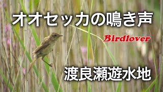 【野鳥観察】幻の鳥オオセッカの鳴き声  Marsh grassbird [upl. by Eimaral]