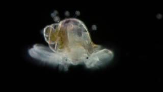 Veliger  planktonic larva of many kinds of molluscs [upl. by Bunny199]