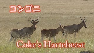 コンゴニ（ハーテビースト） Cokes Hartebeest アフリカ ケニア サファリ [upl. by Etnuahs]