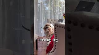 Smiling dog meme funnydogvideos cutedog smilingdog smilinggirl morkie [upl. by Hsilgne600]