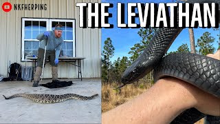 We Found the Biggest Rattlesnake Ive EVER SeenEastern Indigo Snake Survey [upl. by Brinn]